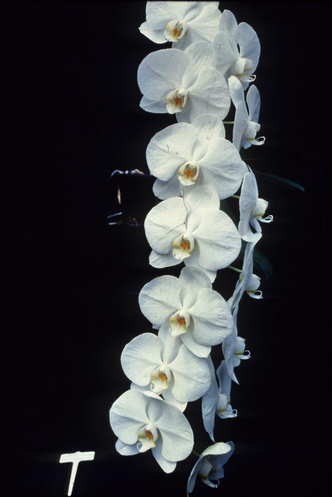 Phalaenopsis Patricia Druce - photo 2