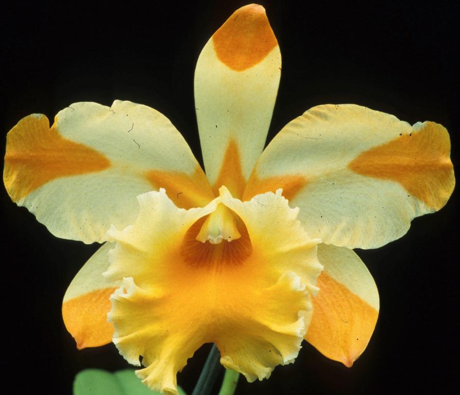 Rlc Yellow Ribbons