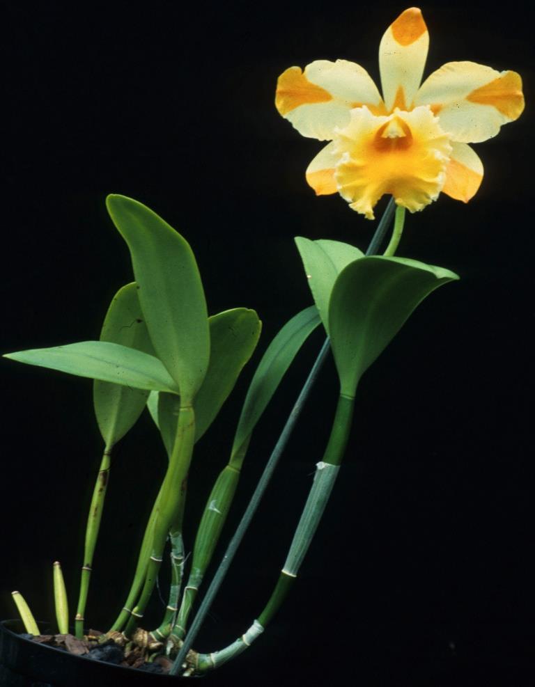 Rhyncholaeliocattleya Yellow Ribbons - photo 2