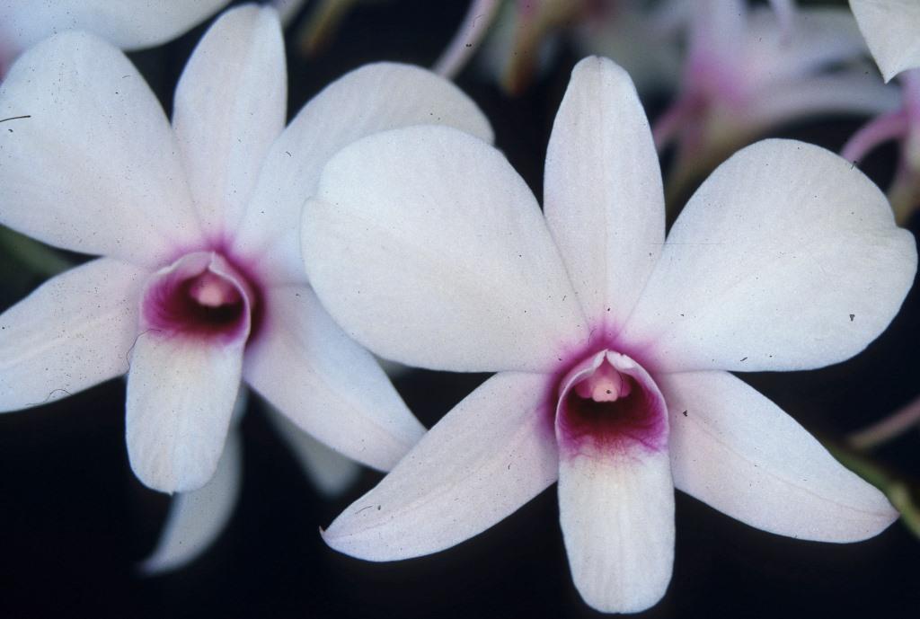 Dendrobium affine - HCC/AOC