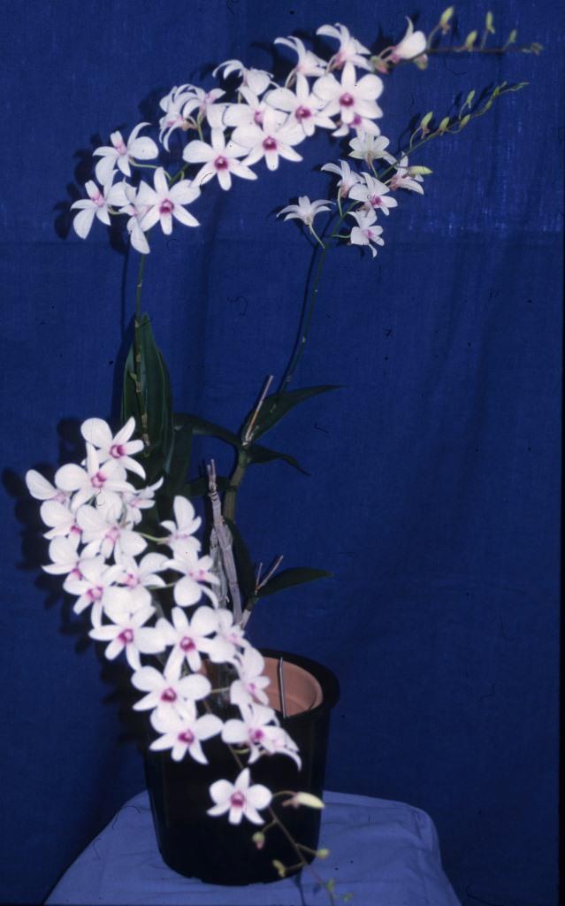 Dendrobium affine - photo 2