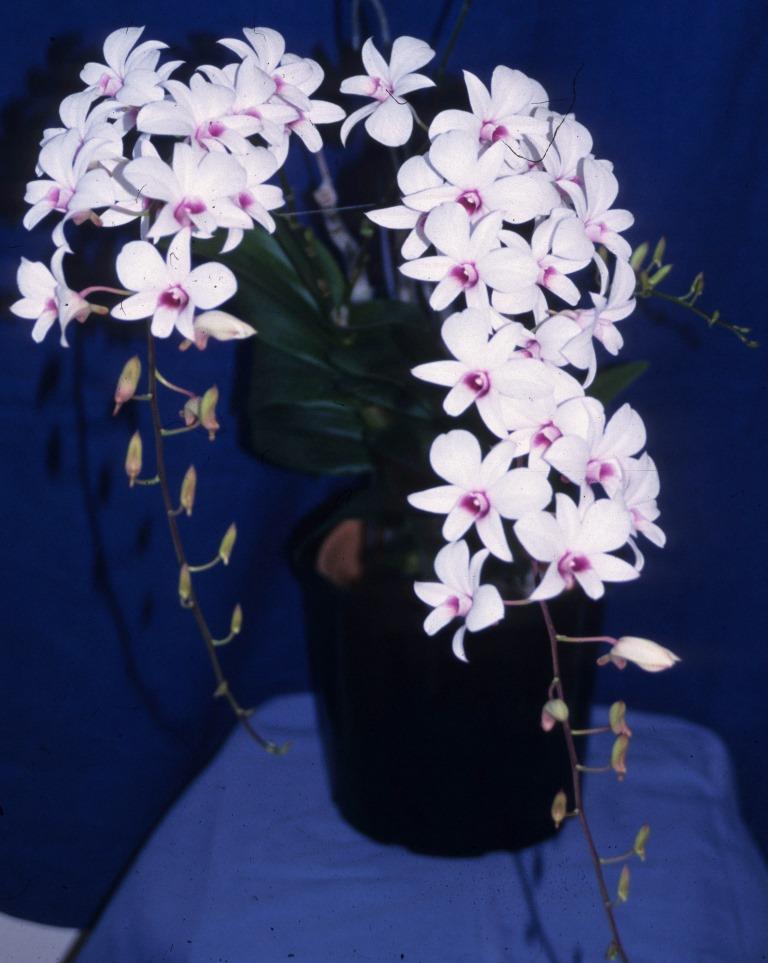 Dendrobium affine - photo 2