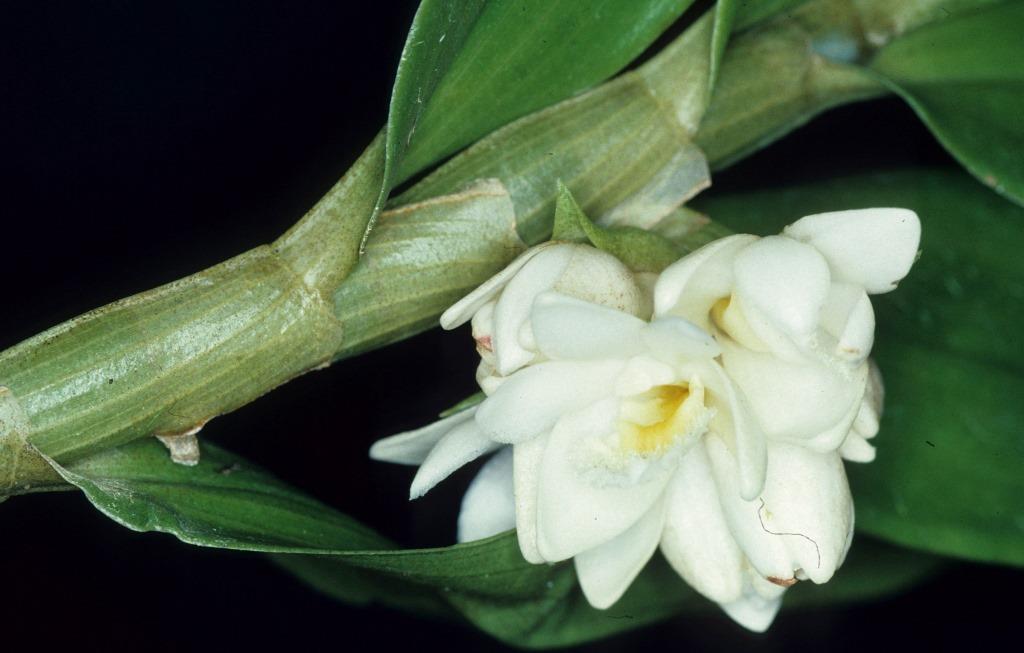 Dendrobium stockeri