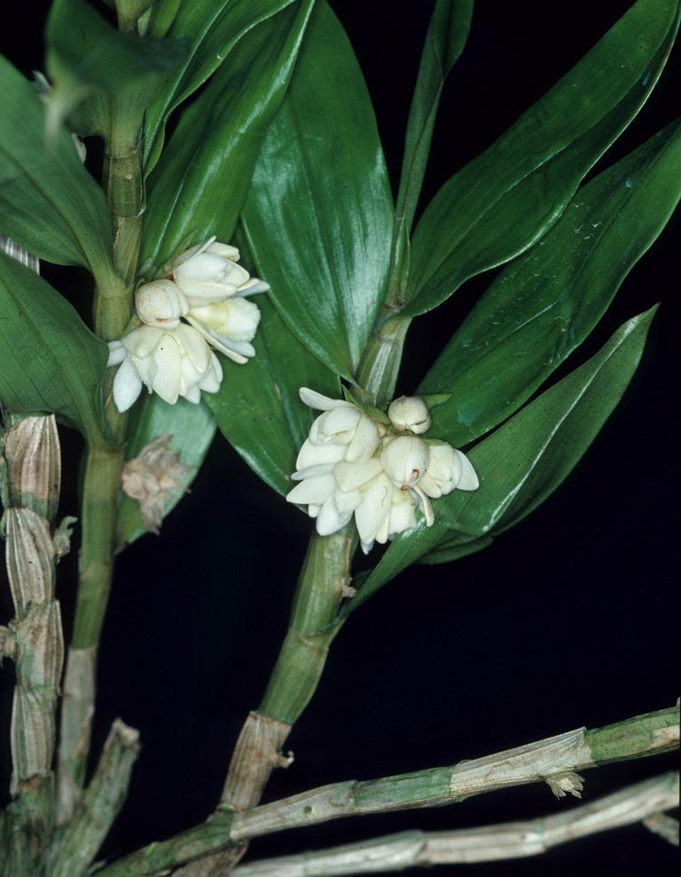 Dendrobium stockeri - photo 2