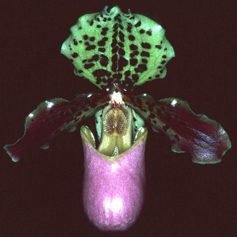 Paphiopedilum henryanum - AM/AOC