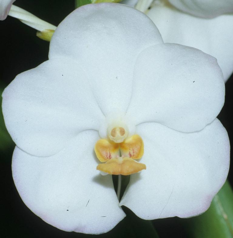 Vanda Crownfox Magic - HCC/AOC