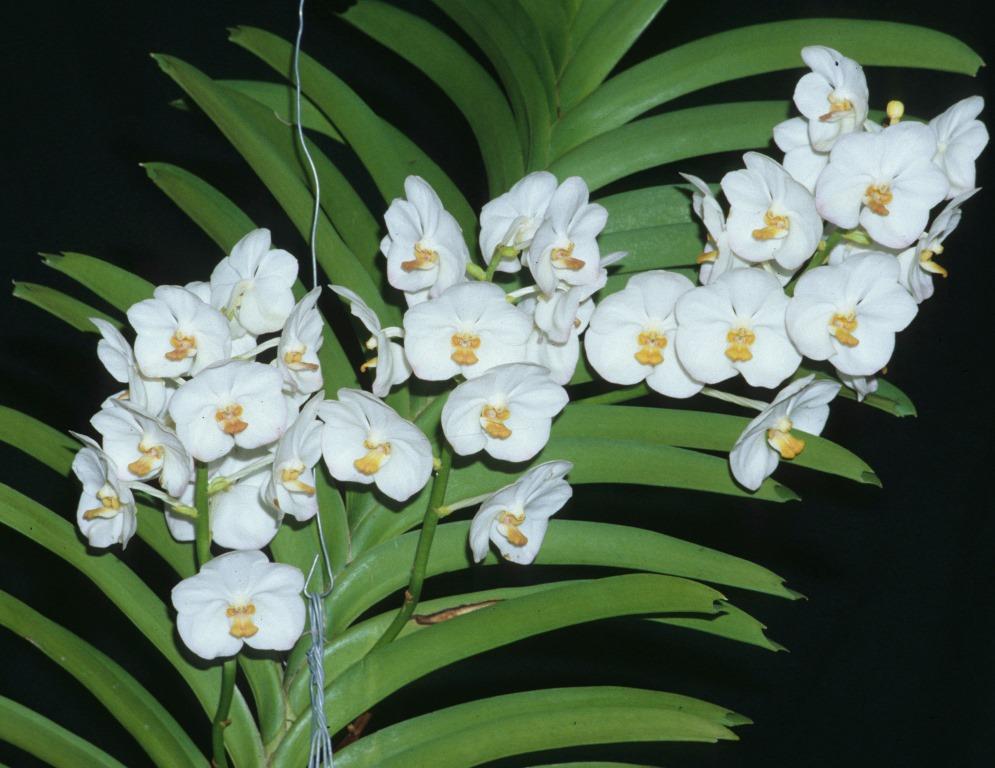Vanda Crownfox Magic - photo 2