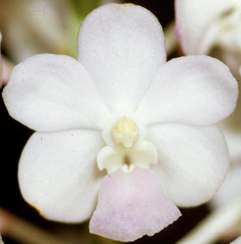 Vanda Five Friendships