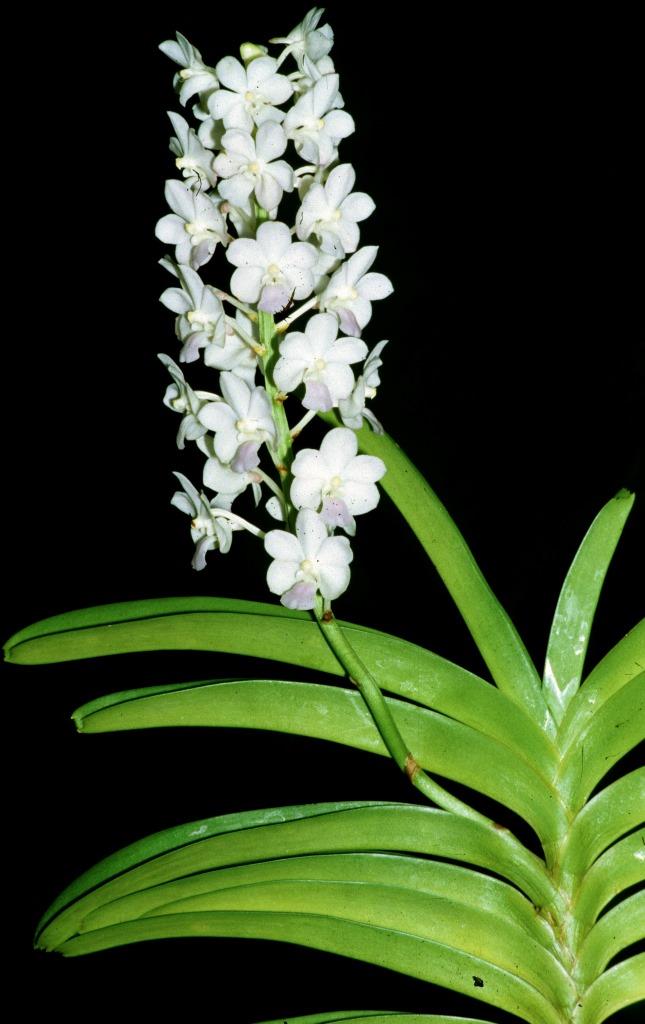 Vanda Five Friendships - photo 2