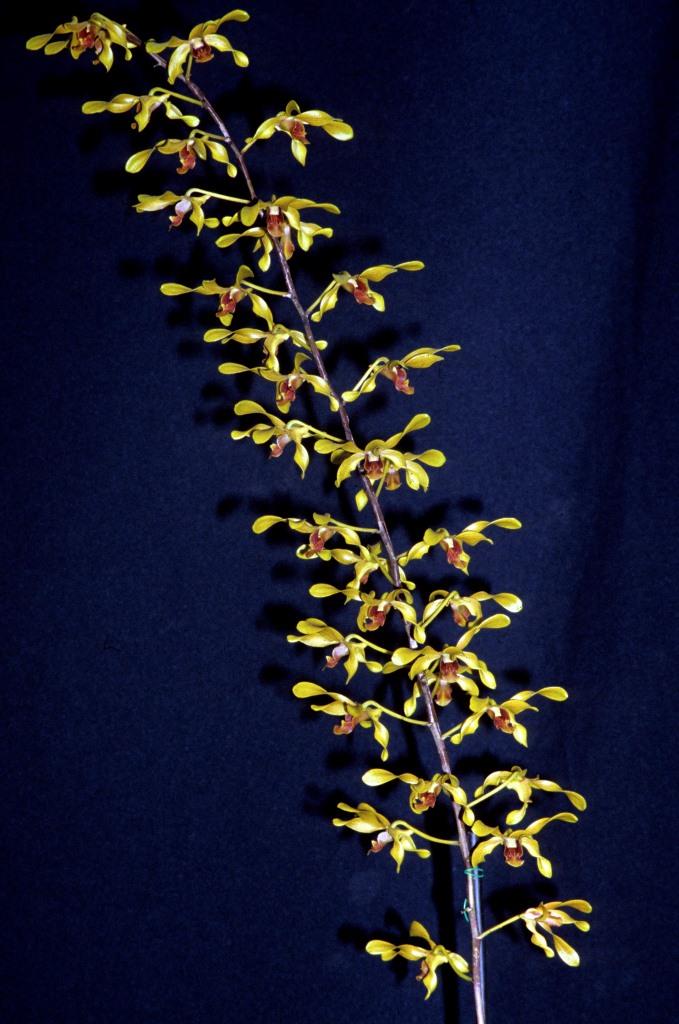 Dendrobium Cherway Hayley - photo 2