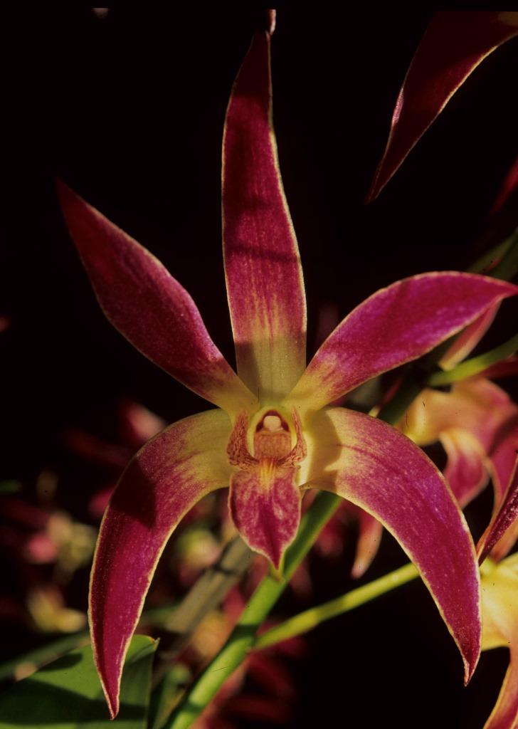 Den Anne's Rainbow Surprise