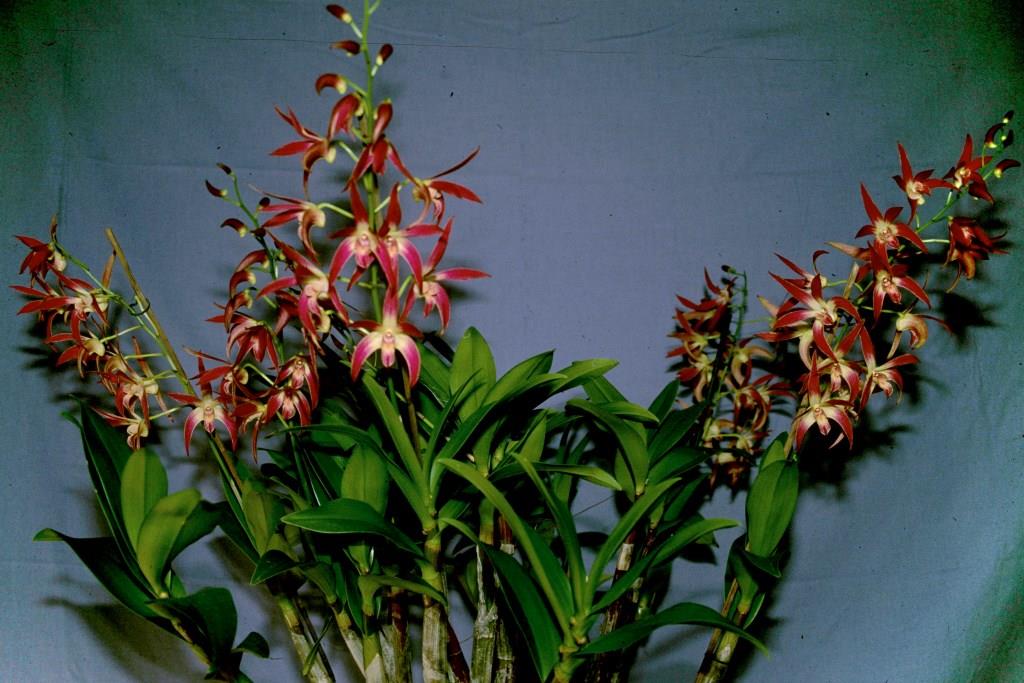 Dendrobium Anne's Rainbow Surprise - photo 2