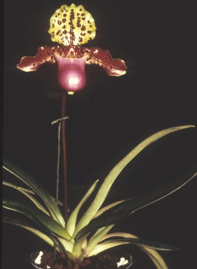 Paphiopedilum henryanum - HCC/AOC