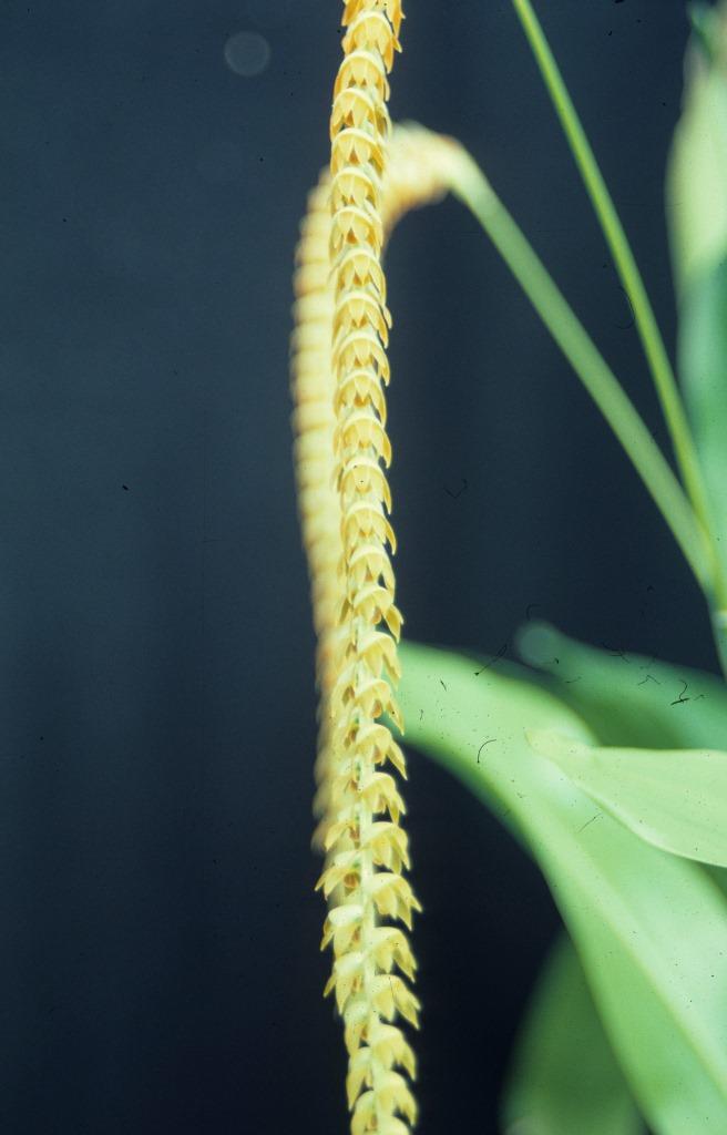 Coelogyne magna - HCC/AOC