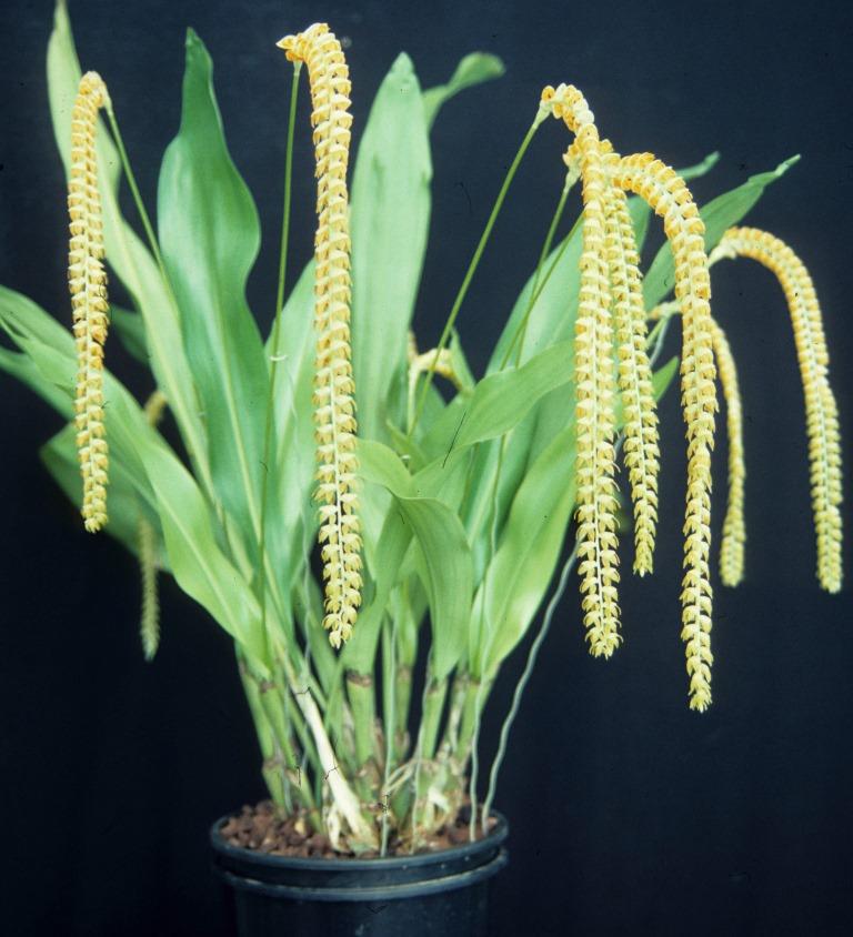 Coelogyne magna - ACC/AOC