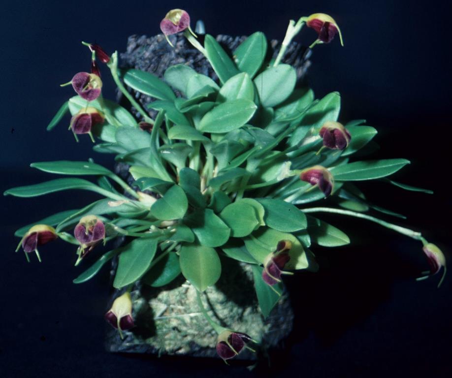 Masdevallia brachyura