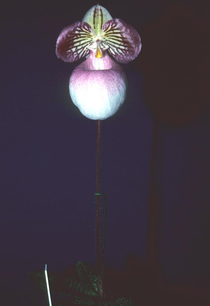Paphiopedilum micranthum - HCC/AOC