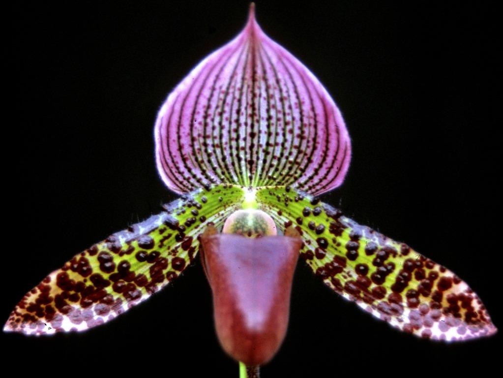 Paphiopedilum Raisin Candy - HCC/AOC