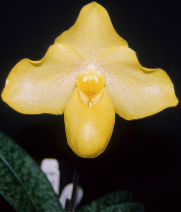 Paphiopedilum Good Gold