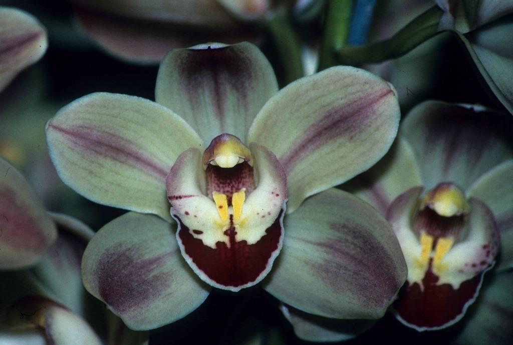 Cymbidium Louie's Pride - HCC/AOC