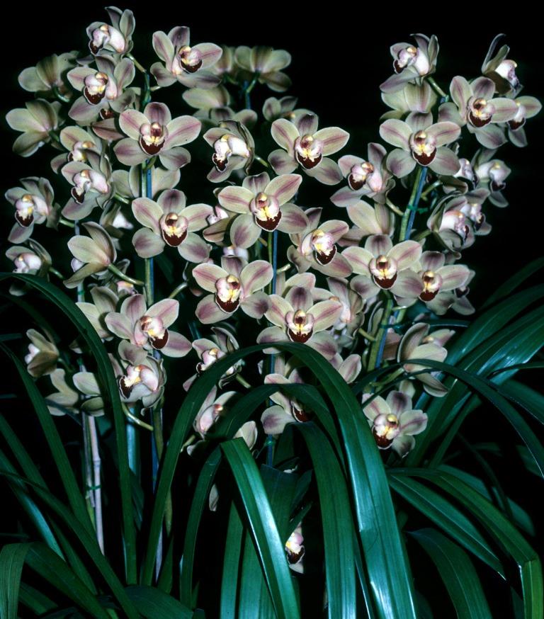 Cymbidium Louie's Pride - photo 2
