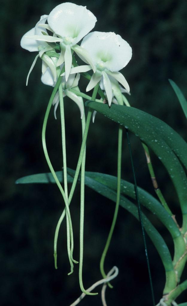 Angraecum Longiscott