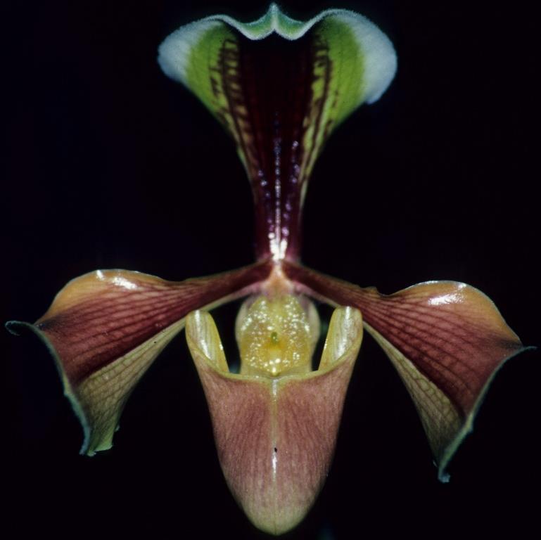 Paphiopedilum villosum var. villosum - AM/AOC