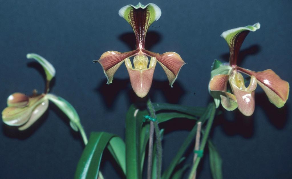 Paphiopedilum villosum var. villosum - photo 2