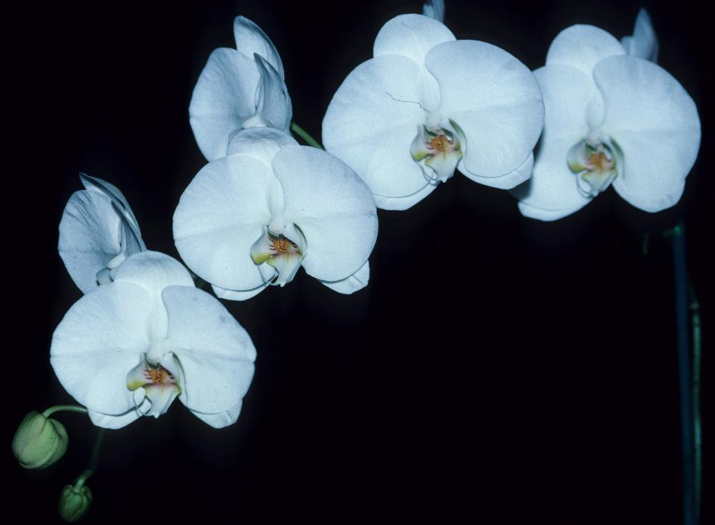 Phalaenopsis Best Girl - photo 2