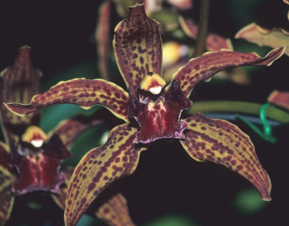 Cymbidium Death Wish - AD/AOC