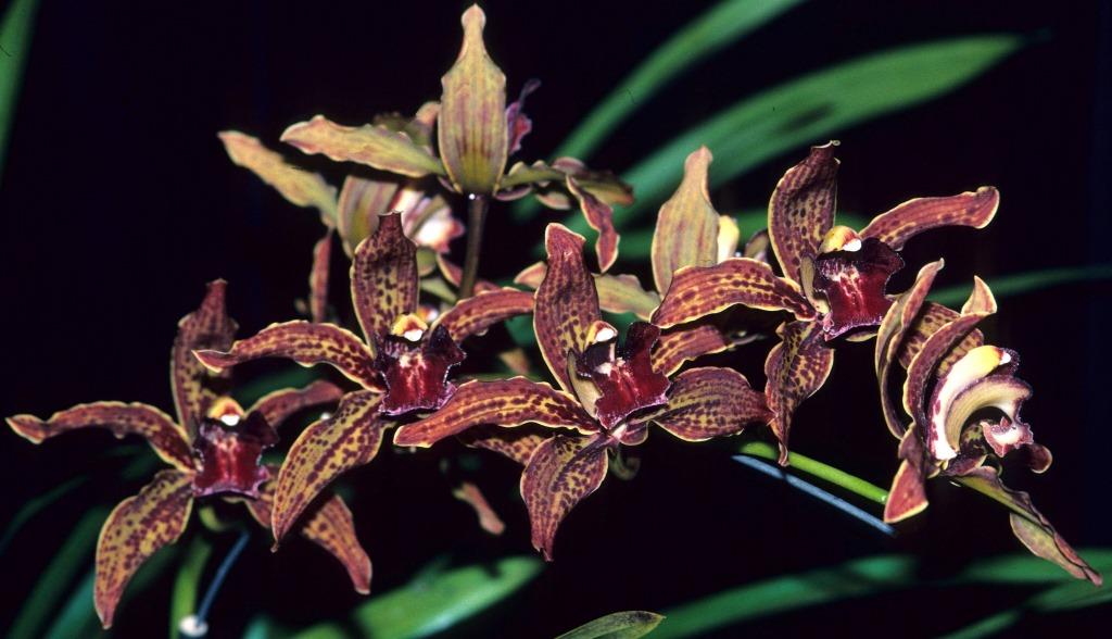 Cymbidium Death Wish - photo 2