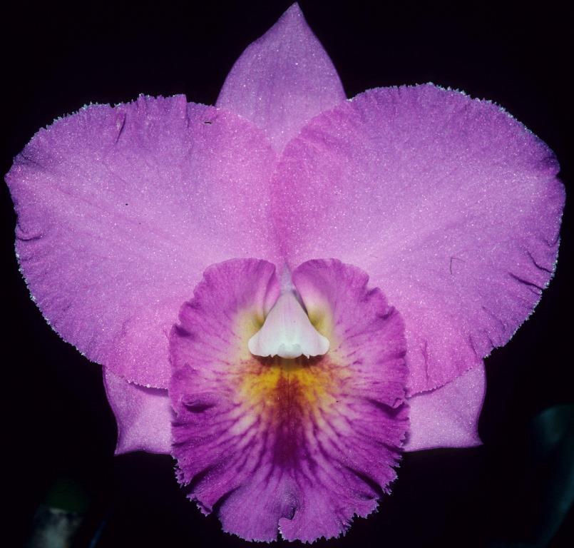 Rhyncattleanthe Dal's Elite - HCC/AOC