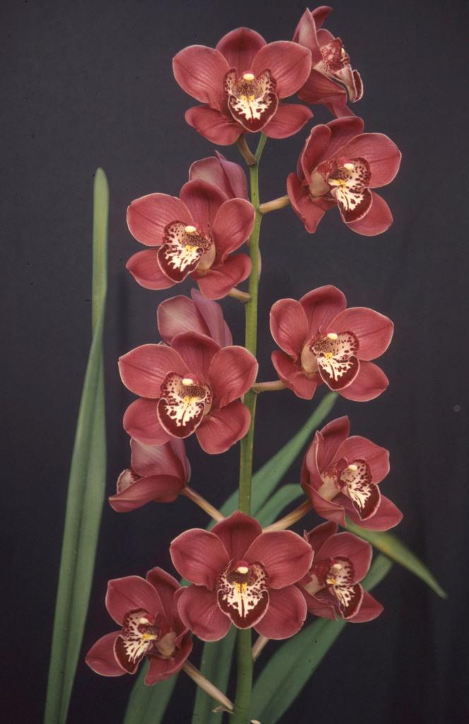 Cymbidium Lady Angela - photo 2