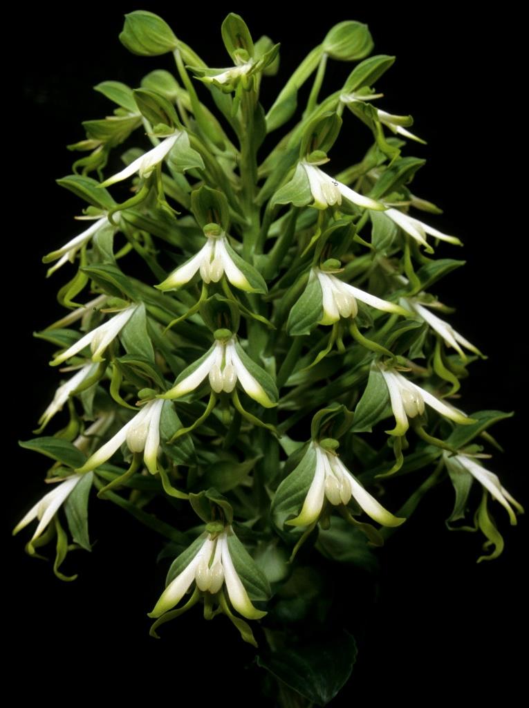 Bonatea speciosa - photo 2