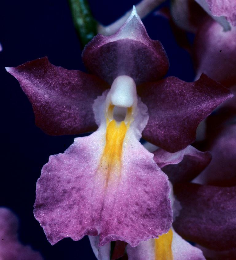 Rodriguezia Burgundy
