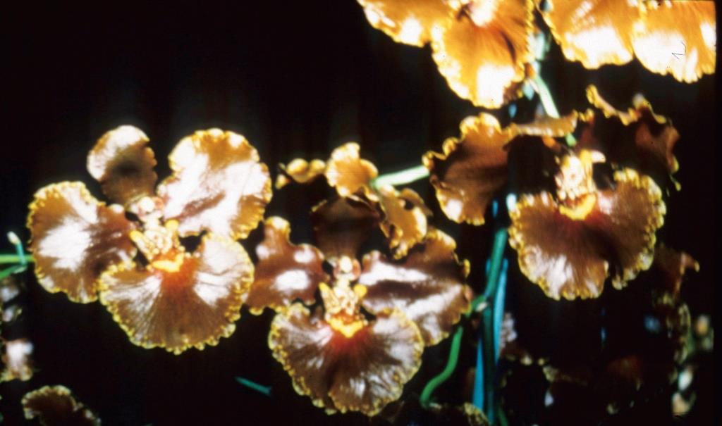 Gomesa Brown's Pride