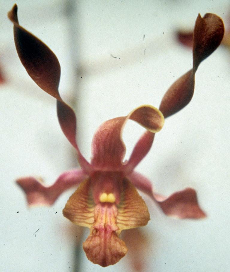 Dendrobium Cherub - AM/AOC