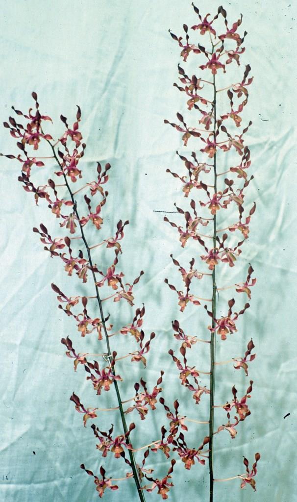 Dendrobium Cherub - photo 2