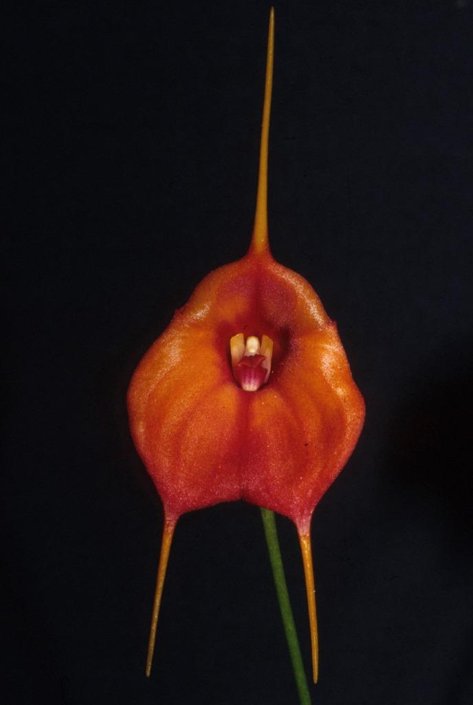 Masdevallia Isbern - AM/AOC
