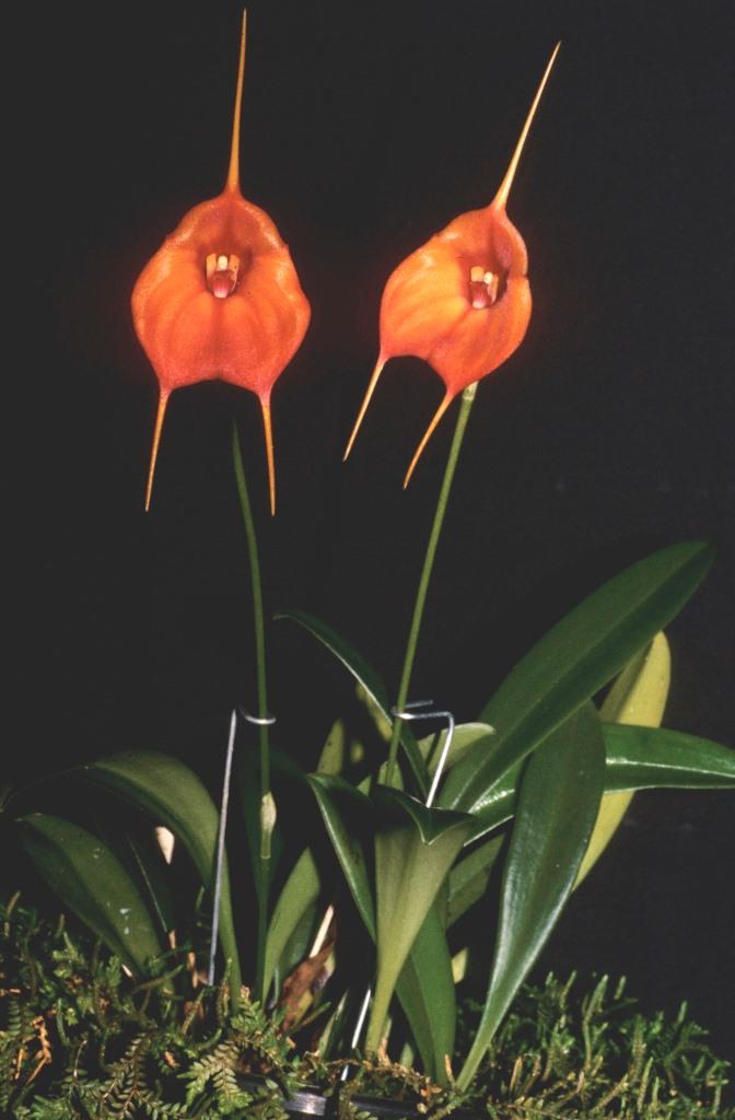 Masdevallia Isbern - photo 2