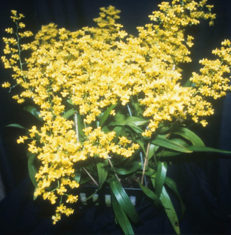 Oncidium cheirophorum - ACC/AOC