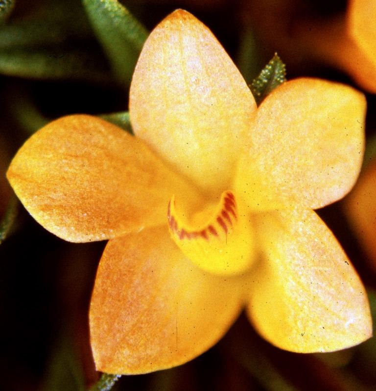 Dendrobium cuthbertsonii - HCC/AOC