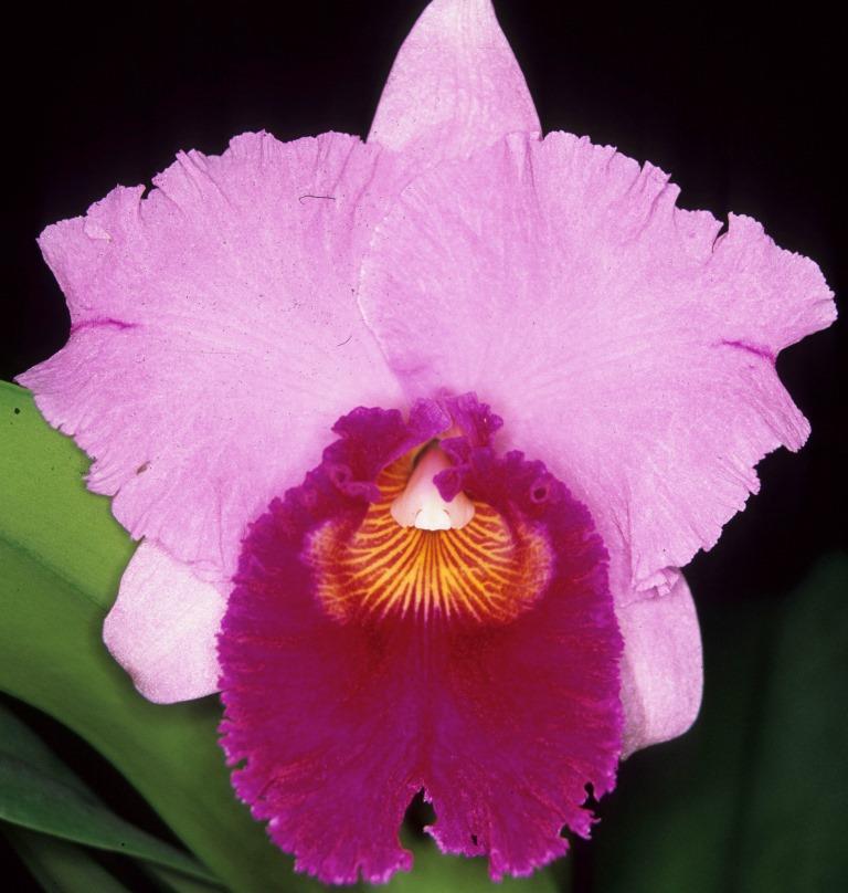Rhyncholaeliocattleya Memoria Warren Jones - HCC/AOC