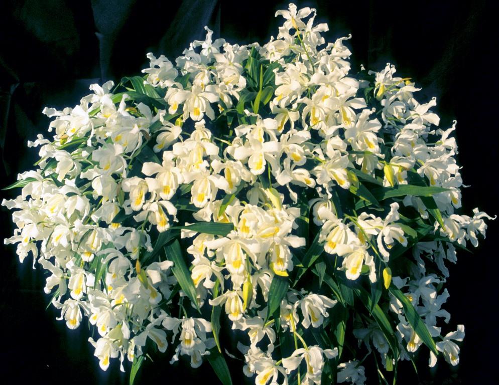 Coelogyne cristata