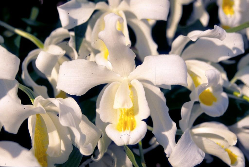 Coelogyne cristata - photo 2