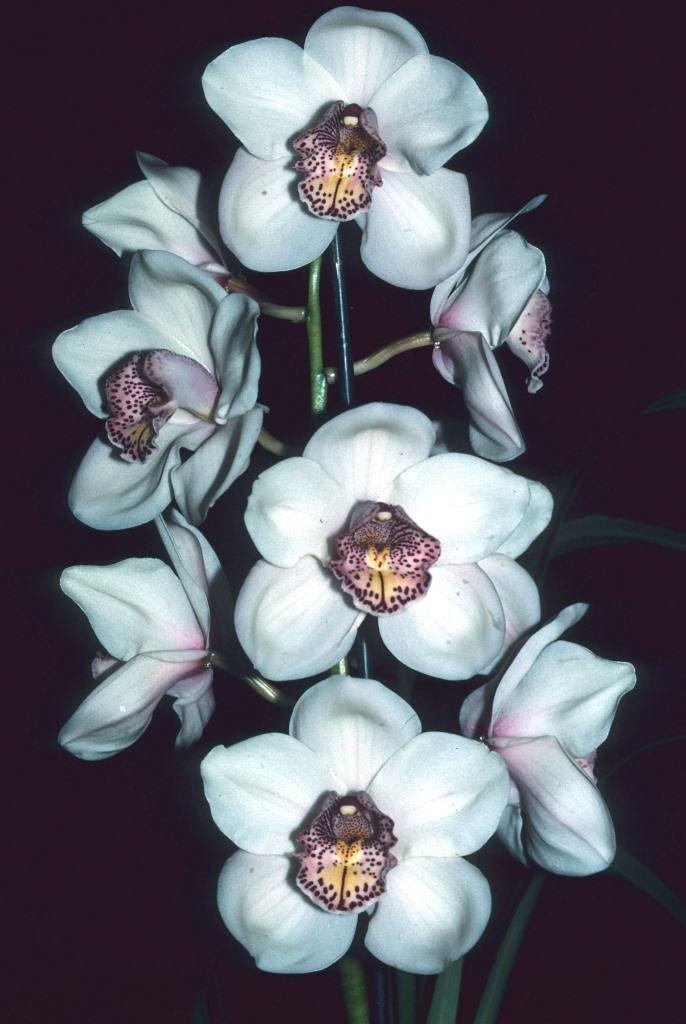 Cymbidium Poetic Winter - photo 2
