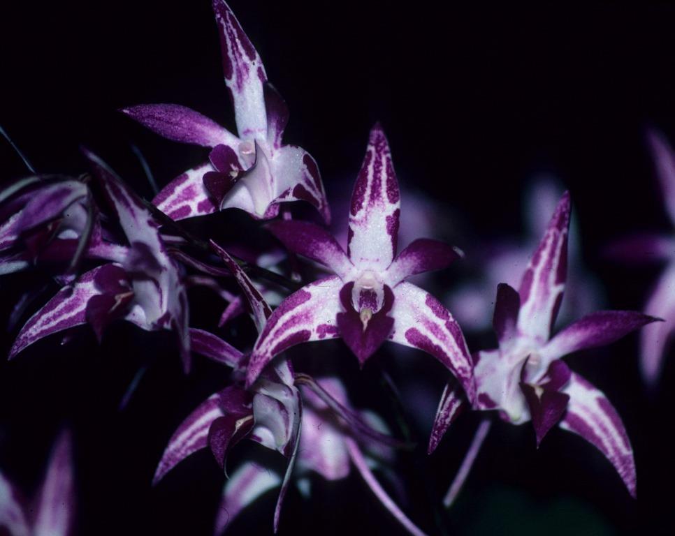 Dendrobium Tie-Dye