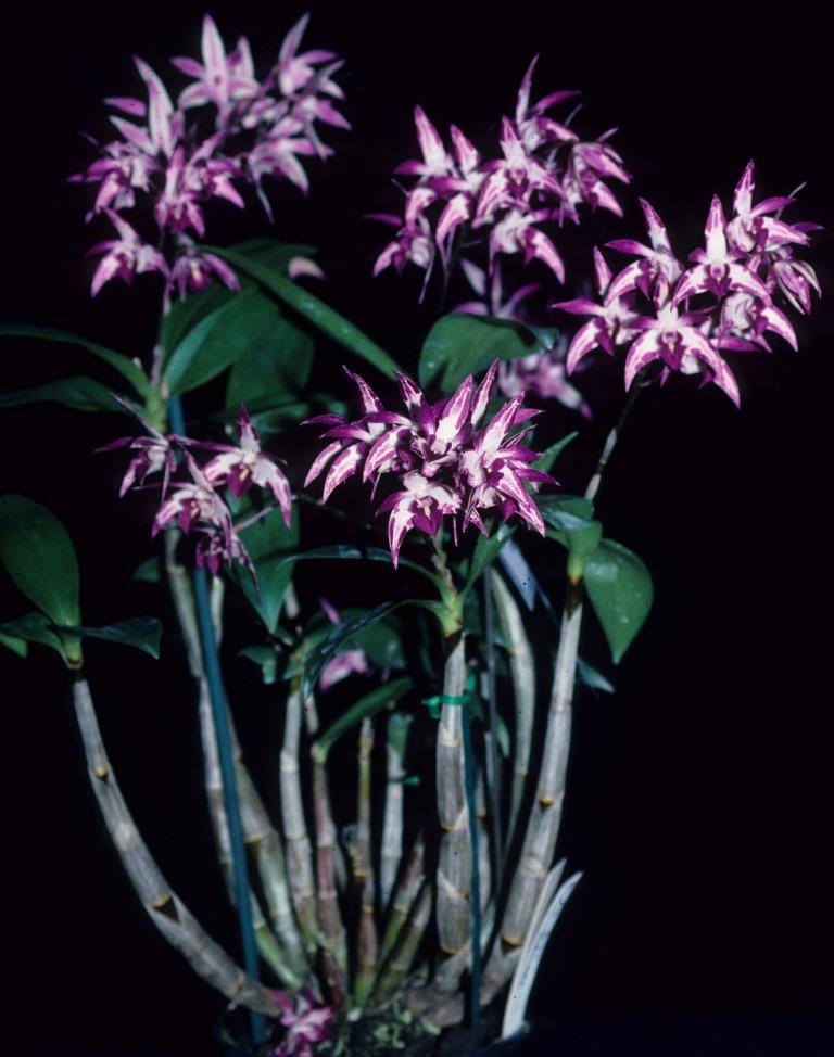 Dendrobium Tie-Dye - photo 2