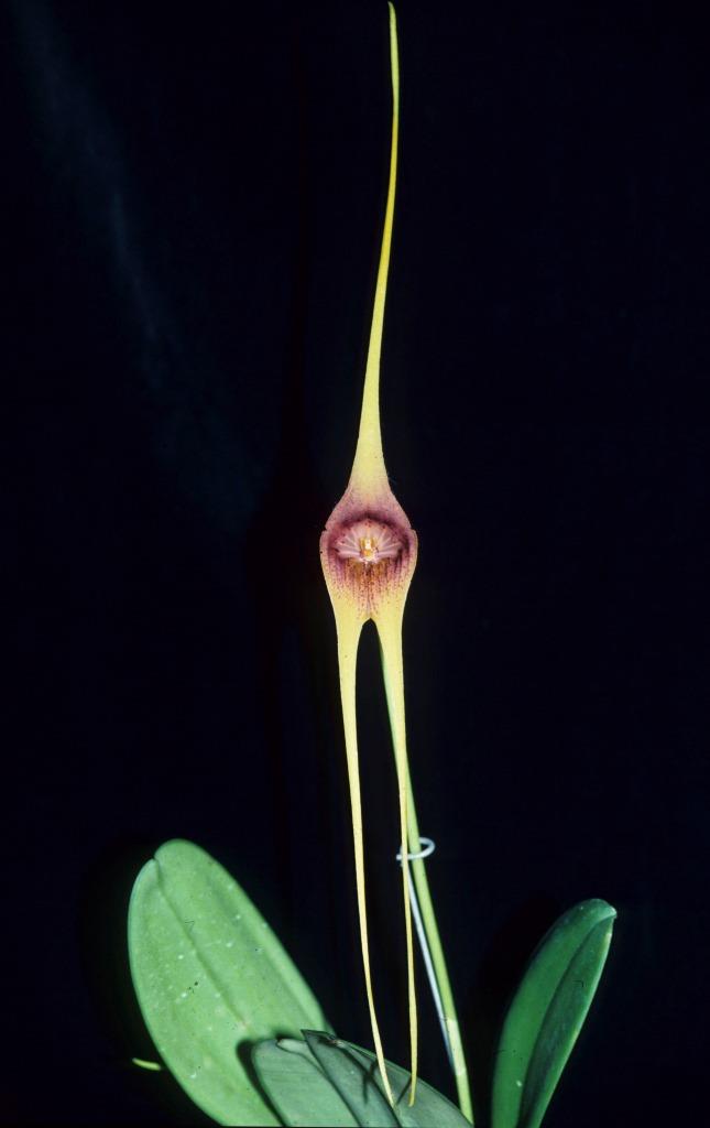 Masdevallia macrura - AM/AOC