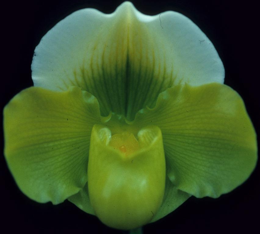 Paphiopedilum Magic Oro - AM/AOC